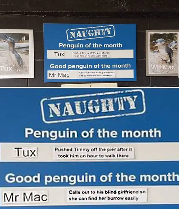 This Aquarium Picks The Naughtiest Penguin Of The Month, And The 'Crimes' Are Too Funny