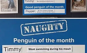 This Aquarium Picks The Naughtiest Penguin Of The Month, And The 'Crimes' Are Too Funny