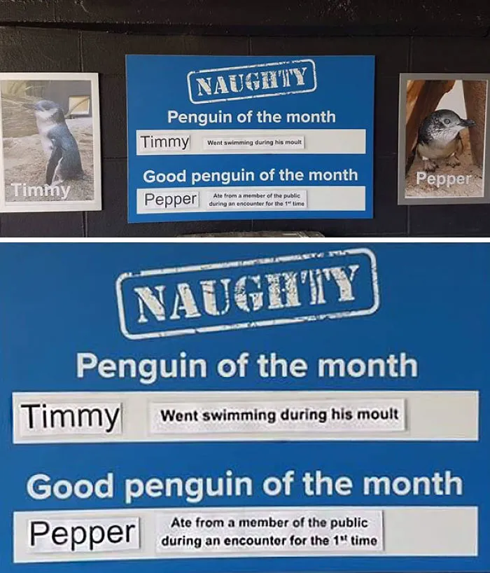 This Aquarium Picks The Naughtiest Penguin Of The Month, And The 'Crimes' Are Too Funny