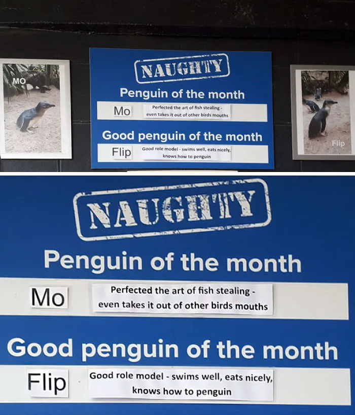 This Aquarium Picks The Naughtiest Penguin Of The Month, And The 'Crimes' Are Too Funny
