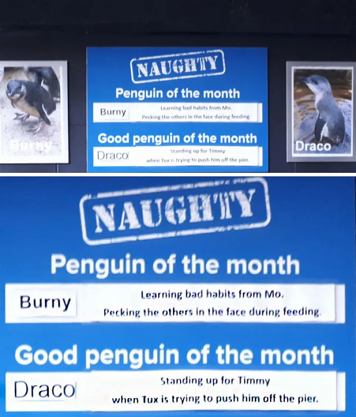 This Aquarium Picks The Naughtiest Penguin Of The Month, And The 'Crimes' Are Too Funny