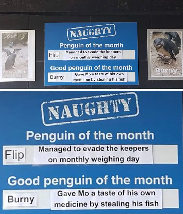 This Aquarium Picks The Naughtiest Penguin Of The Month, And The 'Crimes' Are Too Funny