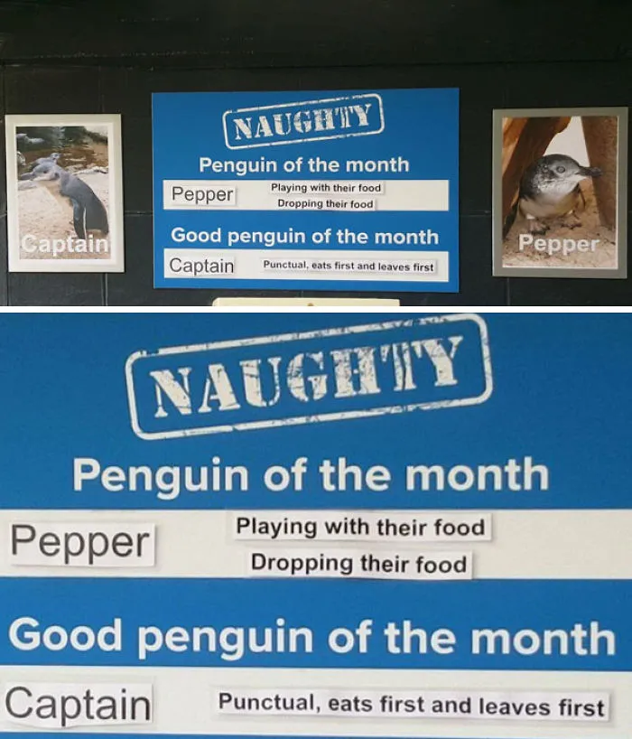 This Aquarium Picks The Naughtiest Penguin Of The Month, And The 'Crimes' Are Too Funny