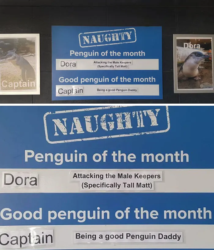 This Aquarium Picks The Naughtiest Penguin Of The Month, And The 'Crimes' Are Too Funny