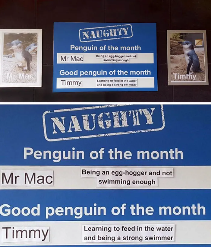 This Aquarium Picks The Naughtiest Penguin Of The Month, And The 'Crimes' Are Too Funny