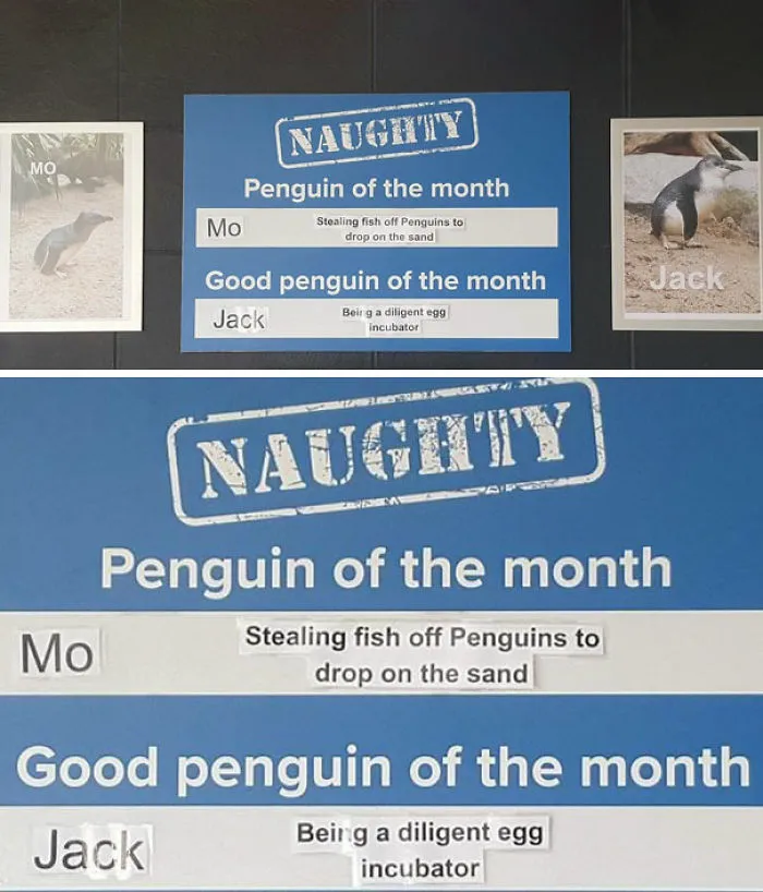 This Aquarium Picks The Naughtiest Penguin Of The Month, And The 'Crimes' Are Too Funny