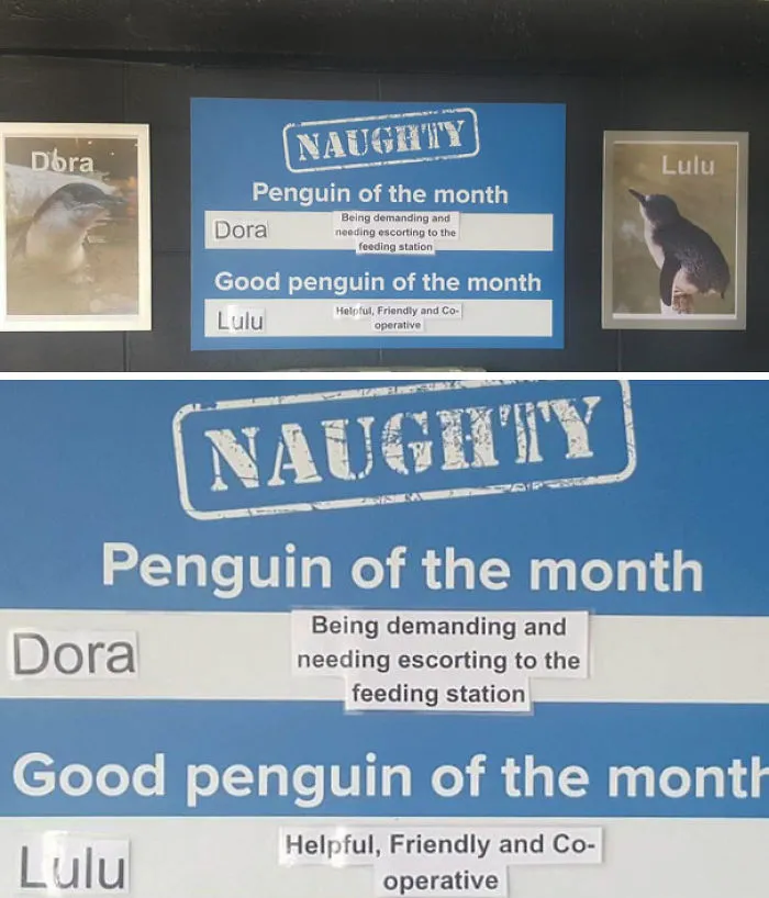 This Aquarium Picks The Naughtiest Penguin Of The Month, And The 'Crimes' Are Too Funny