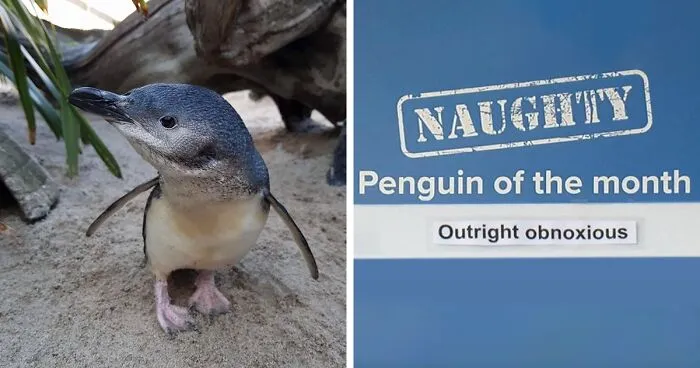 This Aquarium Picks The Naughtiest Penguin Of The Month, And The 'Crimes' Are Too Funny