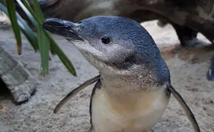 This Aquarium Picks The Naughtiest Penguin Of The Month, And The 'Crimes' Are Too Funny