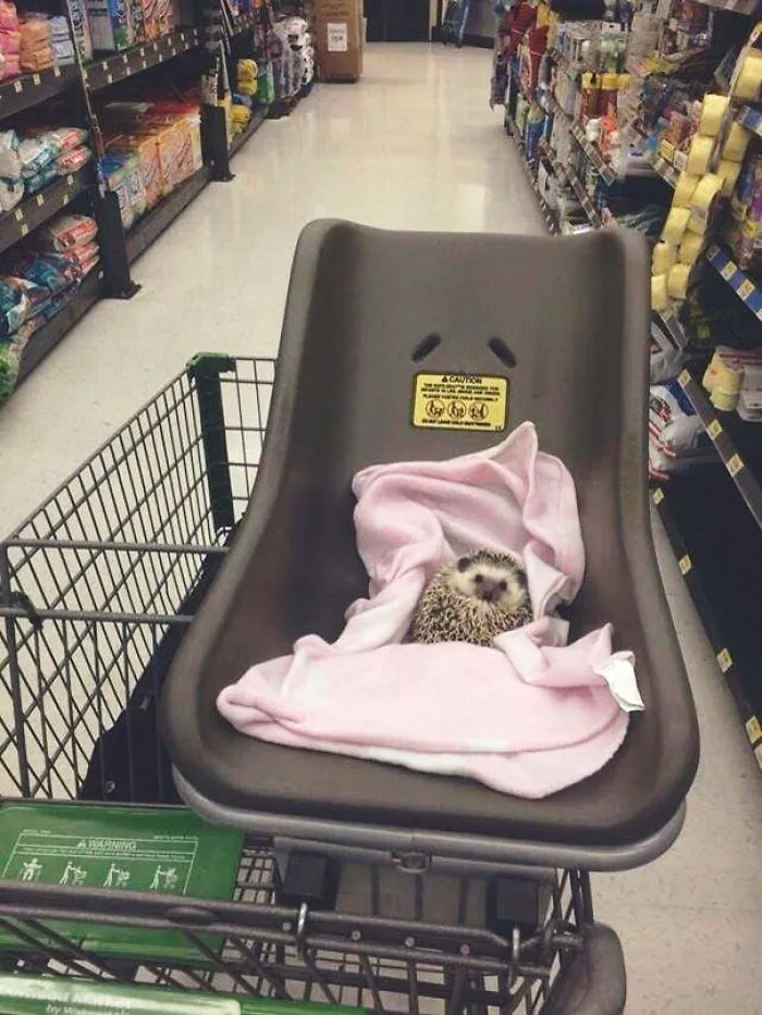 Me llevo de compras a mi erizo, y que nadie me diga nada