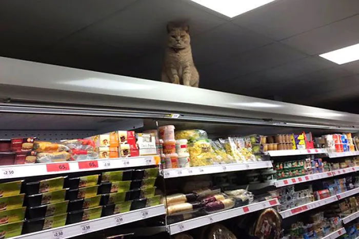 El guardián de la tienda