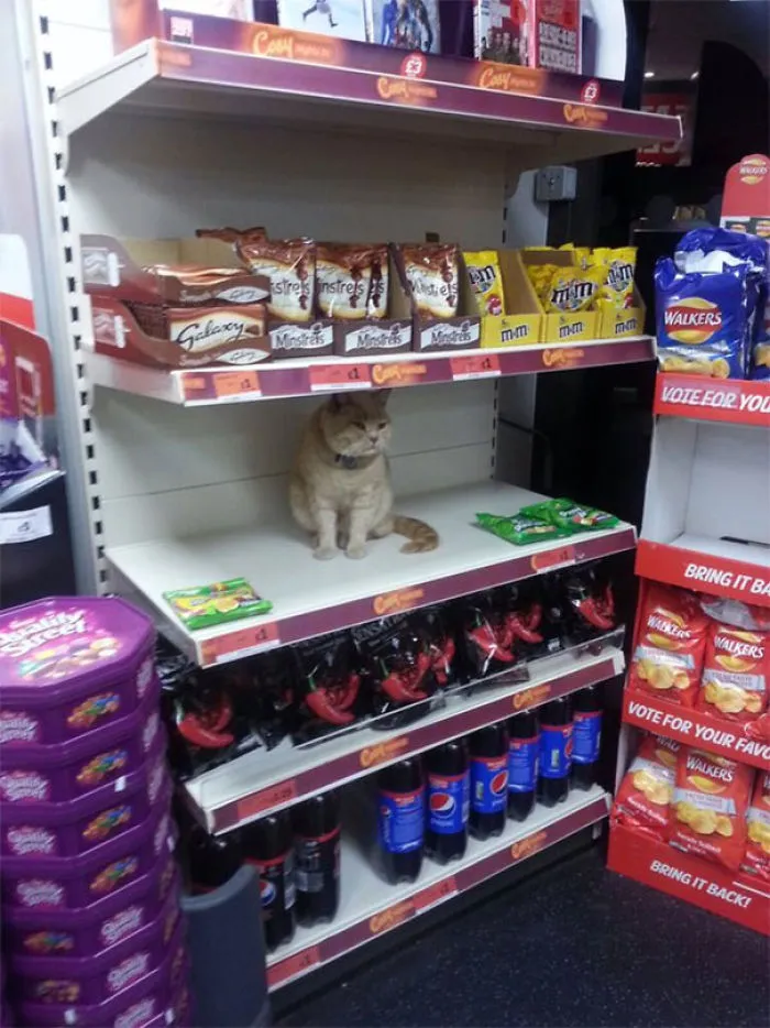 Los de seguridad intentaron sacar a este gato de la tienda y no pudieron