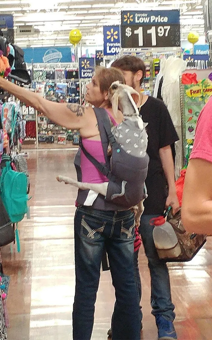 Se ha traido a la cabra de compras