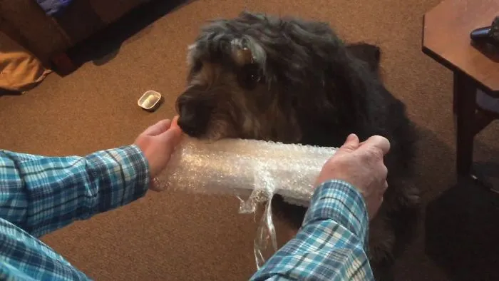 Dog Loves Popping Bubble Wrap Too
