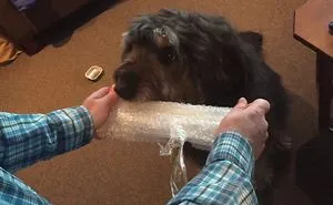 Dog Loves Popping Bubble Wrap Too