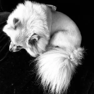 Hell Mutt Photopom