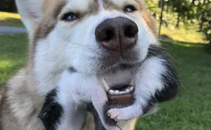 Hero Husky Finds A Box Full Of Near-Dying Kittens In The Woods, Becomes Their New Mom