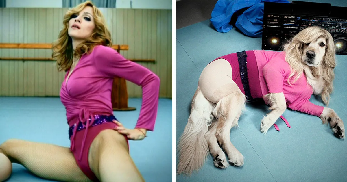 Este perro recrea las fotos más icónicas de Madonna, y algunas parecen mejores que las originales
