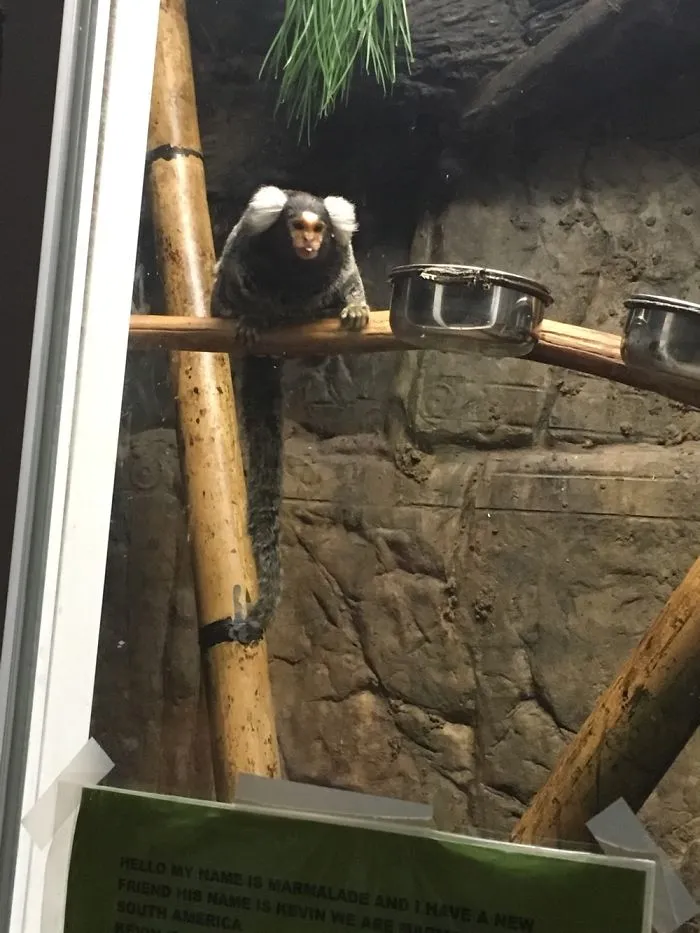 I Love Monkeys