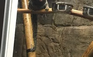 I Love Monkeys
