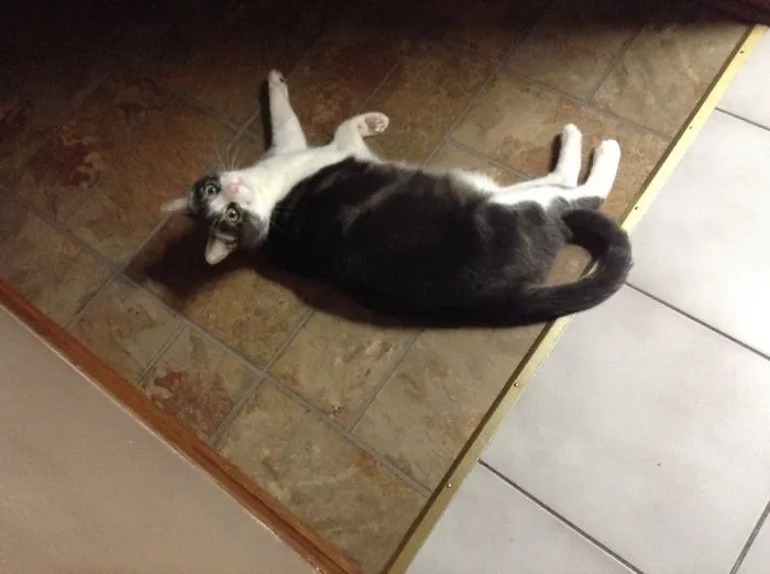 The Cat That Act Like A Dog
