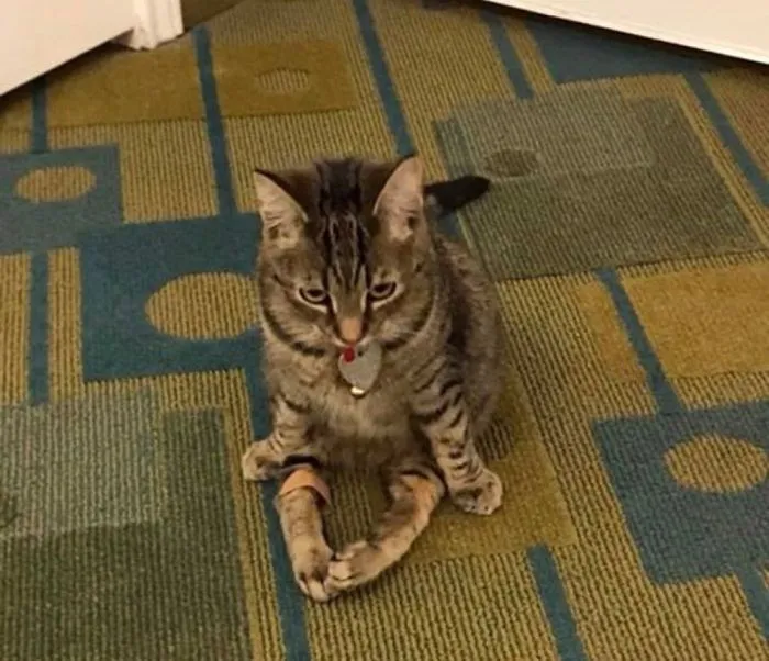 Paralyzed Kitty