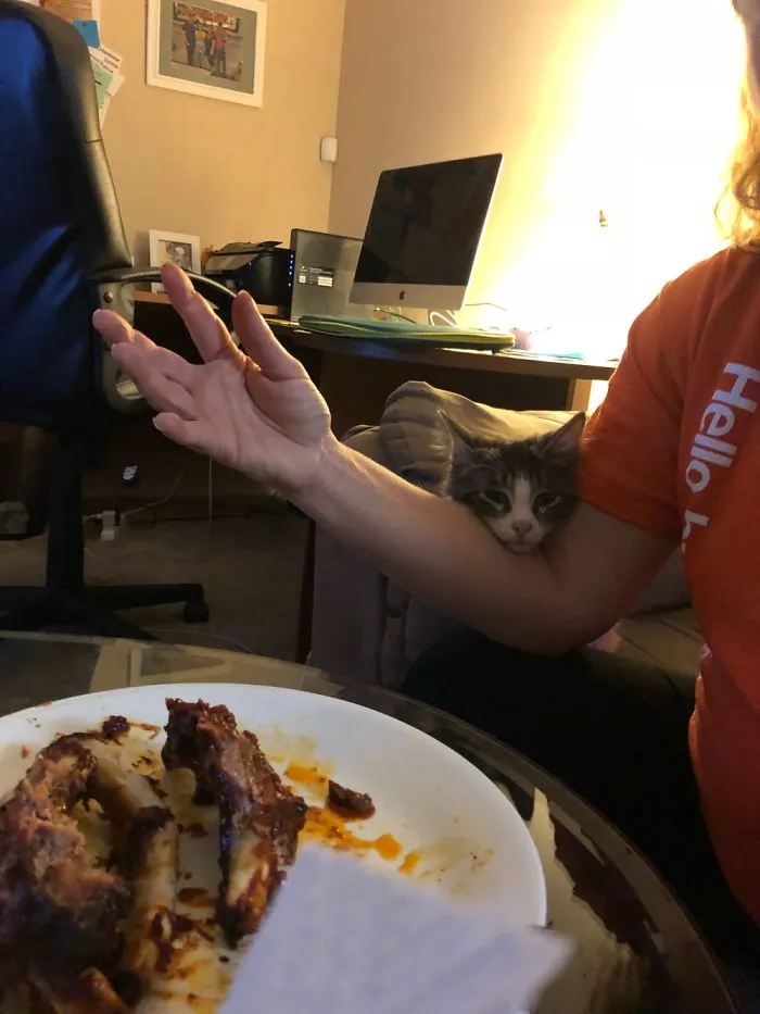 I Know He’s Not A Dog But Here Is My Cat Begging For Food Even Though We Free Feed Him.