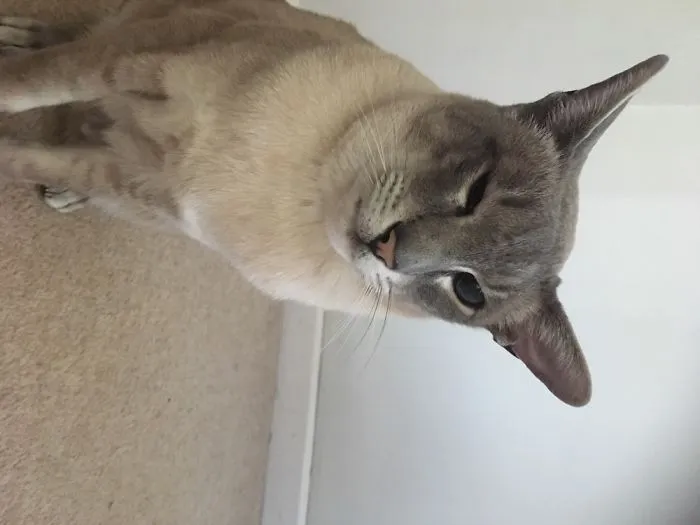 Siamese Cat V Wasp