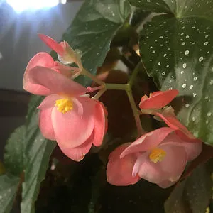 Hua