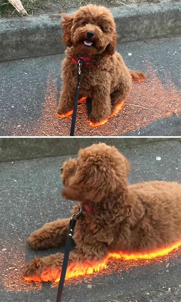 Rosie Caught The Sunlight Just Right. She Was Sitting At The Curb Edge With The Sun Setting Just Under The Car. One Hell Of A Cool Effect