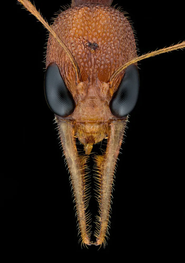 Image Of A Jumping Ant [harpegnathos Saltator] - India