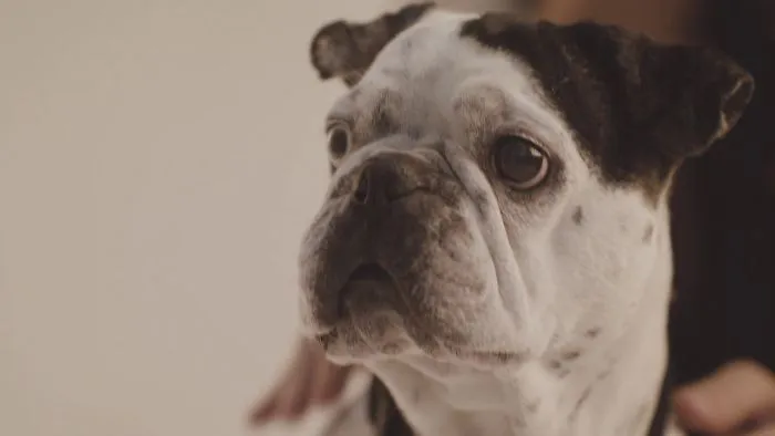 Brklz.™ Jewelry For Dogs - It's A Thing Now!