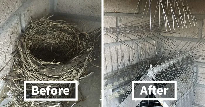 Guy Tries To Fight Against Birds For 4 Years, And It Gets Funnier With Every Pic