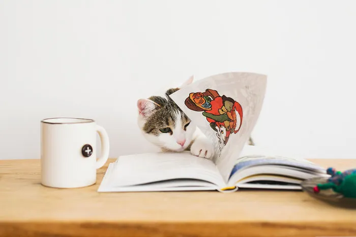 Here Are My Two Favorite Models - My Cats (30 Pics)