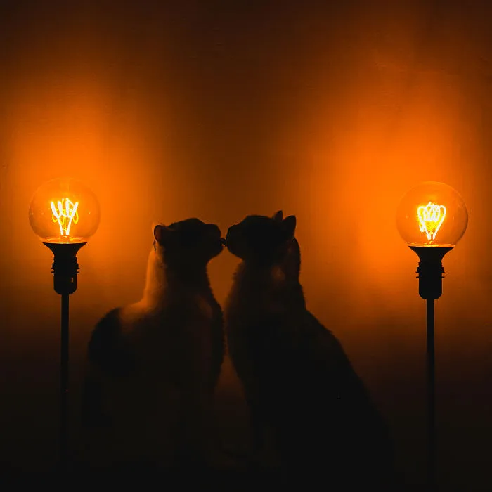 Here Are My Two Favorite Models - My Cats (30 Pics)