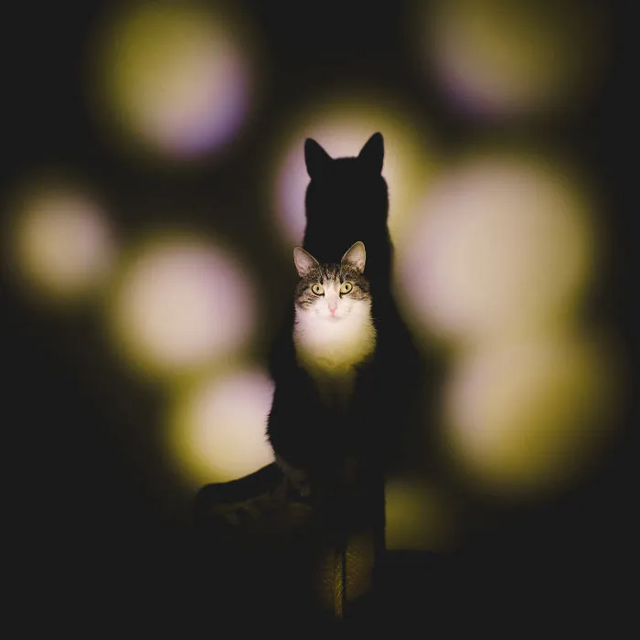 Here Are My Two Favorite Models - My Cats (30 Pics)