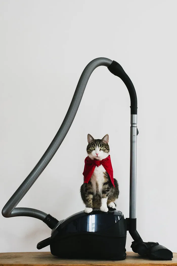 Les presento a mis dos modelos favoritos: mis gatos (30 fotos)