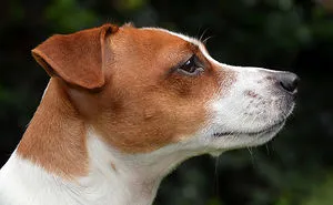 Rex The Wonder Dog