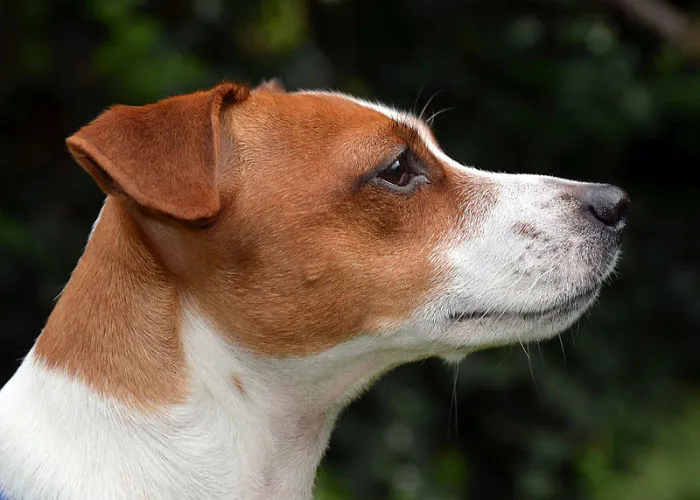Rex The Wonder Dog