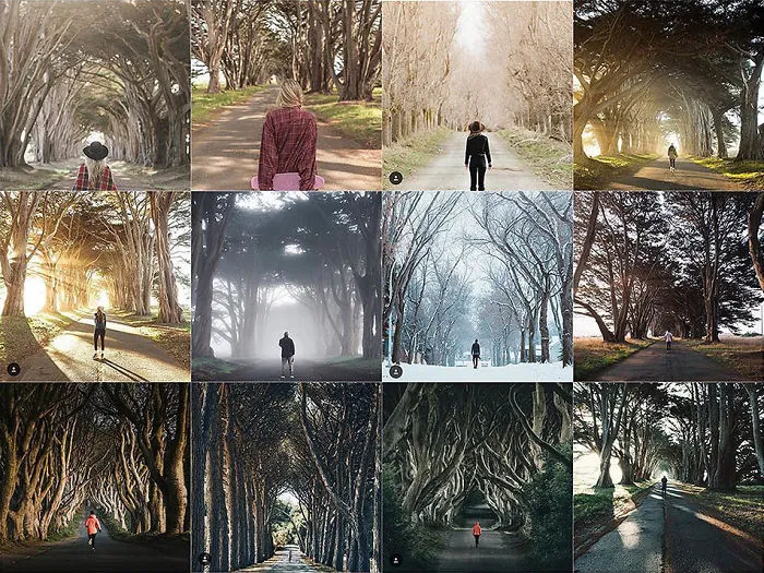 Person Centered In Front Of This Particular Row Of Trees