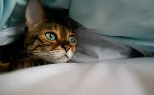 Molly Chan, The Bengal With The Shining Eyes