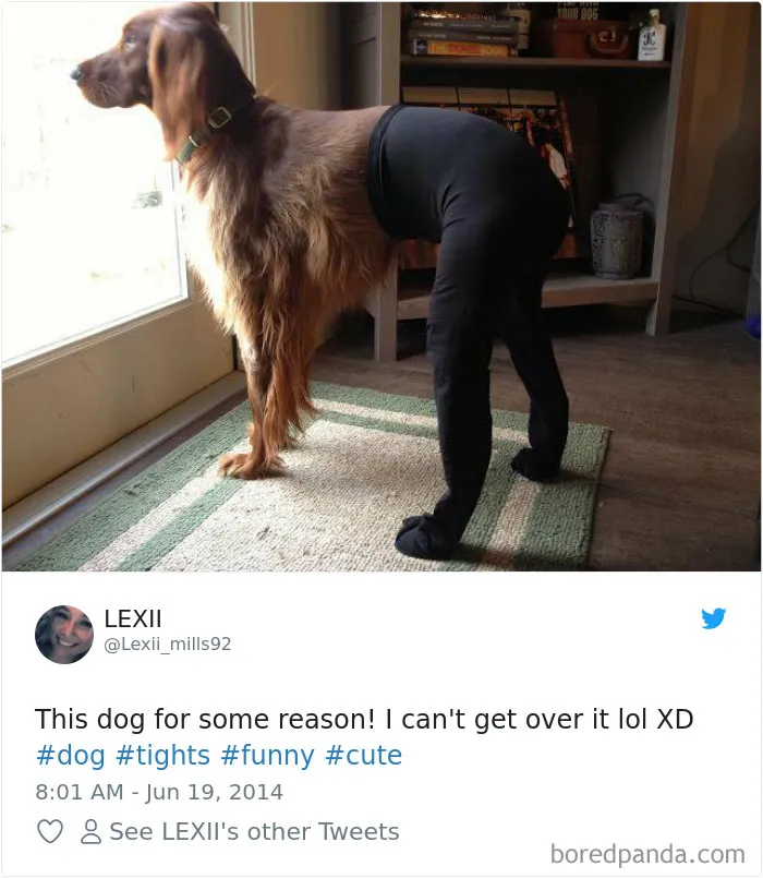 233 Funny Dog Tweets Every Dog Owner Should See ASAP
