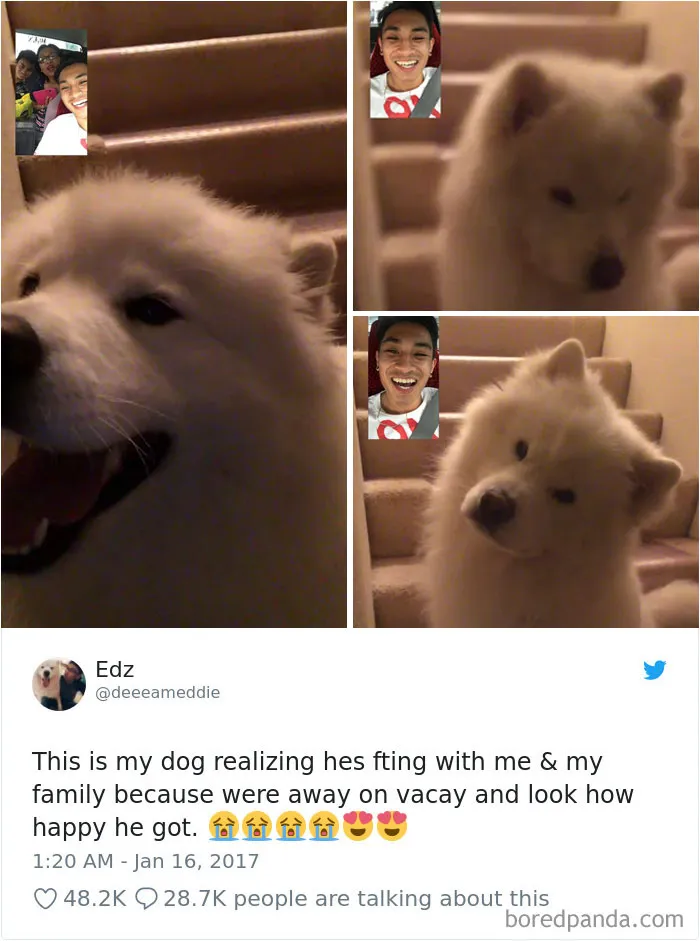 233 Funny Dog Tweets Every Dog Owner Should See ASAP