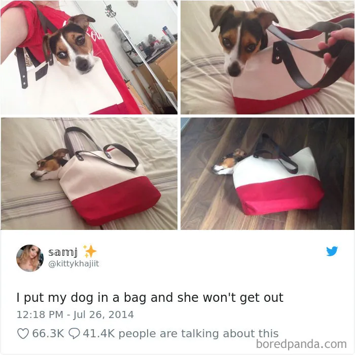 233 Funny Dog Tweets Every Dog Owner Should See ASAP