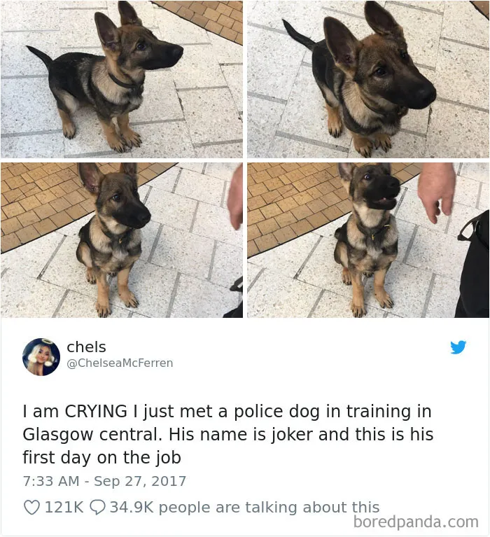 233 Funny Dog Tweets Every Dog Owner Should See ASAP