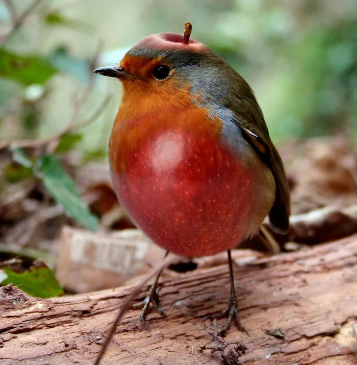 Photoshop Artists Combine Animals And Plants Into One Interesting Object