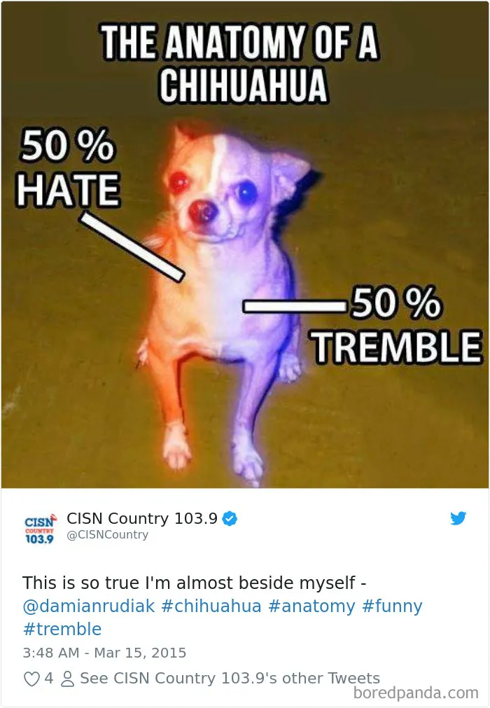 233 Funny Dog Tweets Every Dog Owner Should See ASAP