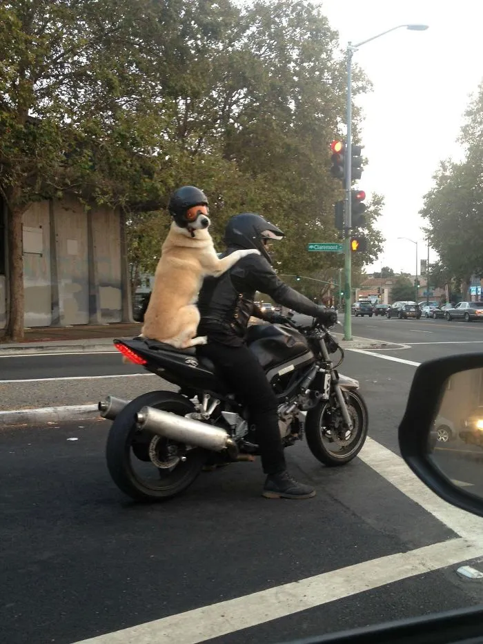 Thought It Was A Backpack At First