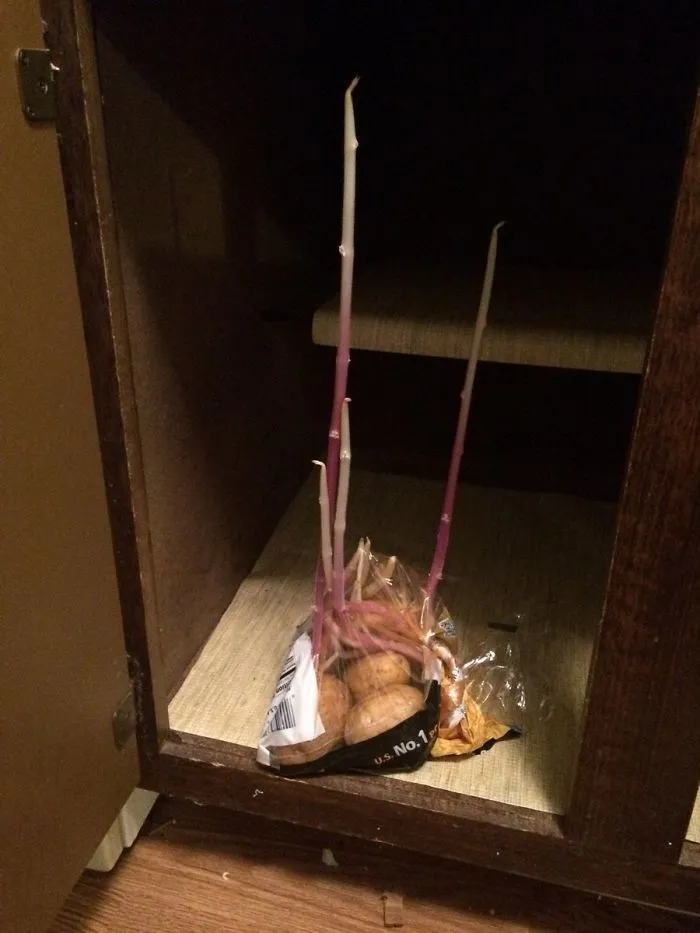 Se me olvidó que tenía patatas