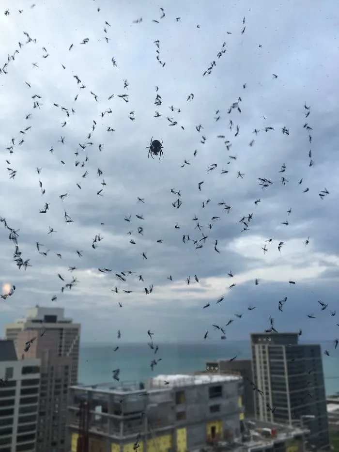 Spiderbro Guarding Me From Malaria Outside My Window